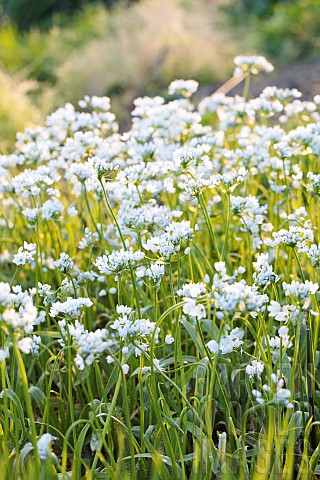White_garlic_Allium_neapolitanum_flowers_in_carpets_Tarn_et_Garonne_France_cultivated