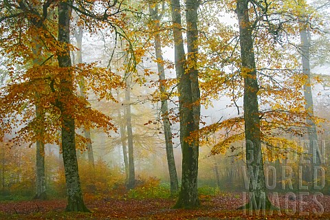 Beech_trees_in_the_fog_on_an_autumn_evening__Auvergne__France