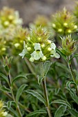 Hyssop-leaved mountain ironwort (Sideritis hyssopifolia), Savoie, France