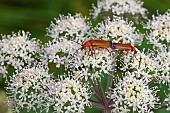 Common Red Soldier Beetle (Rhagonycha fulva) mating on an umbelliferous plant