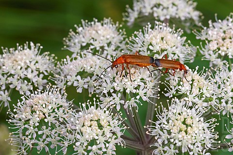 Common_Red_Soldier_Beetle_Rhagonycha_fulva_mating_on_an_umbelliferous_plant