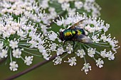 Greenbottle fly (Lucilia (Lucilia sericata) on an umbelliferous plant