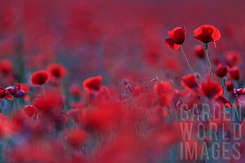 Poppies_Papaver_rhoeas_in_bloom_in_a_meadow_in_Calvados_Normandy_France