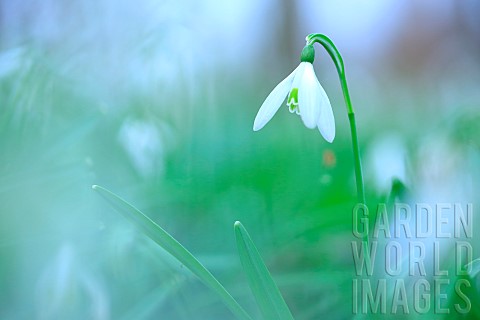 Snowdrop_Galanthus_nivalis_in_an_undergrowth_at_sunrise