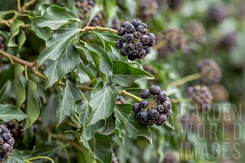 Ivy_Hedera_helix_berries_and_leaves_in_winter_HautRhin_France