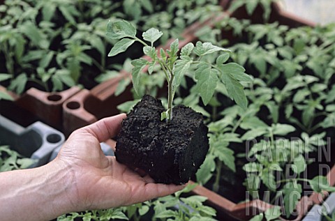 Young_Solanum_lycopersicum_tomato_seedlings_under_greenhouse_France