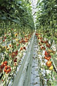 Tomato culture under greenhouse FranceÂ  -  -  -