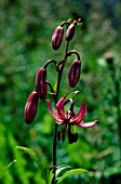 Lilium martagon (Purple Turks Cap Lily)