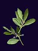 Laurus nobilis - flower and fruit of bay tree