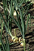 Allium cepa (Onion) in summer