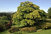 Acer cappadocicum Aureum at Inverslek Garden, Scotland