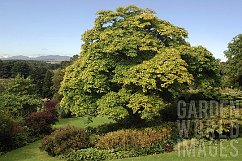 Acer_cappadocicum_Aureum_at_Inverslek_Garden_Scotland