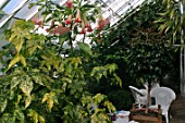 Brugmansia in greenhouse at Inverlesk Garden, Scotland