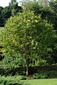 Sorbus americana (American mountain ash)