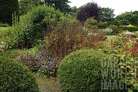 Clipped_Buxus_sempervirens_Box_at_Malleny_Garden_in_Scotland