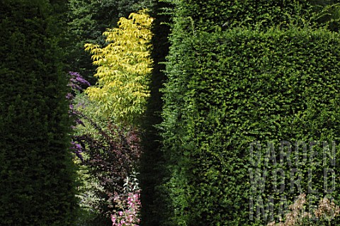 View_across_Taxus_yew_hedge_at_Malleny_Garden_in_Scotland