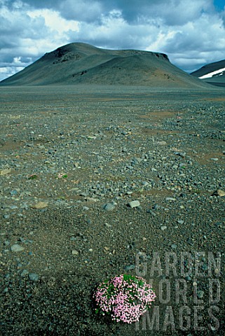 Lone_flowering_plant_in_a_stone_desert_Iceland