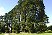 Row of Sequoiadendron giganteum (Giant Redwood)