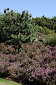 Pinus in heather border -  -  -