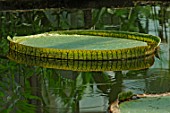 Victoria cruziana (Giant water lily)