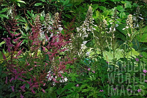 Hosta_and_Astilbe_planted_in_the_shade