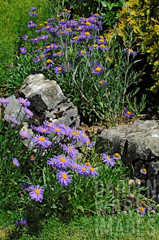 Aster_tongolensis_Alpine_asters
