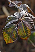 Crystals of ice on leaves