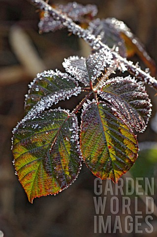Crystals_of_ice_on_leaves