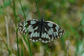 Marbled white butterfly (Melanargia galathea) in grass