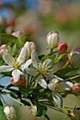 Malus transitoria (Crabapple flowers in spring)