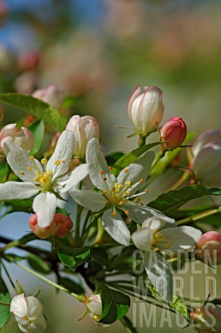 Malus_transitoria_Crabapple_flowers_in_spring