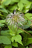 CLEMATIS ALPINA FRANCES RIVIS SEED HEAD