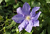 CLEMATIS H F YOUNG