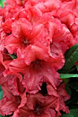RHODODENDRON DOPEY
