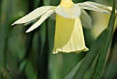 NARCISSUS JOHNSTONII QUEEN OF SPAIN