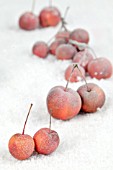 FROSTED RED APPLES