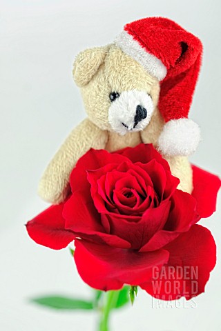 CHRISTMAS_BEAR_AND_A_RED_ROSE