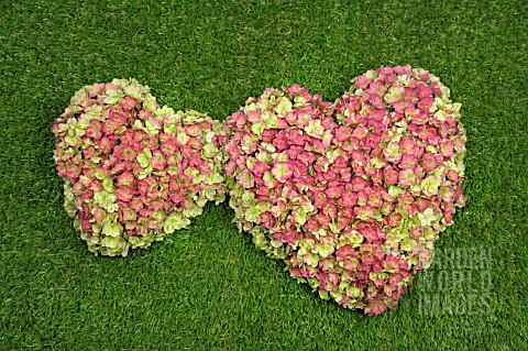 HEARTS_OF_HYDRANGEA_FLOWERS