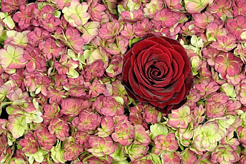 RED_ROSE_AND_HYDRANGEA_FLOWERS