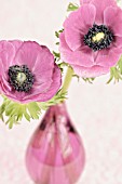 TWO PINK ANEMONES IN GLASS VASE