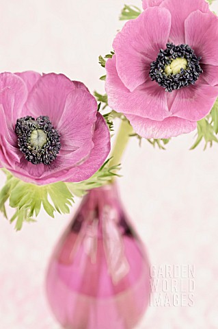 TWO_PINK_ANEMONES_IN_GLASS_VASE