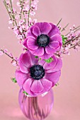 TWO DEEP PINK ANEMONES IN GLASS VASE