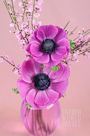 TWO_DEEP_PINK_ANEMONES_IN_GLASS_VASE