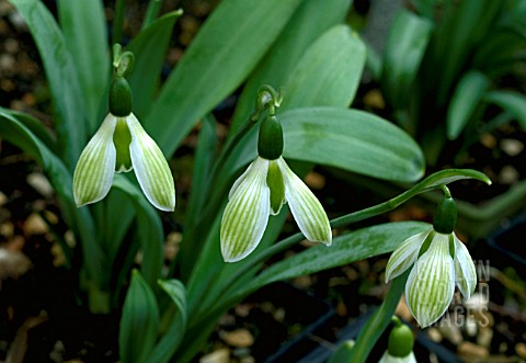 GALANTHUS_ROSEMARY_BURNHAM__A_GARDEN_VARIETY_OF_SNOWDROP_WITH_GREEN_VEINING_ON_OUTER_TEPALS