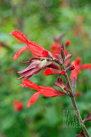 SALVIA_FULGENS_CLOSEUP_OF_FLOWERS_SHOWING_HAIRY_PETALS_AND_INVOLUCRES