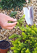 PROPAGATION OF SEDUM BY DIVISION, DIGGING OUT PART OF THE GROWING PLANT