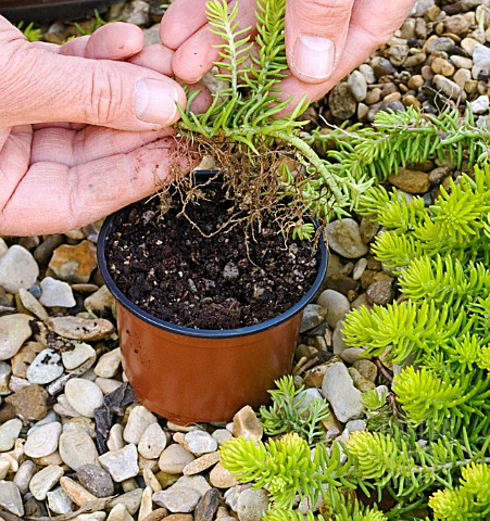 PROPAGATION_OF_SEDUM_DIVISION_READY_TO_POT_SHOWING_ROOTS