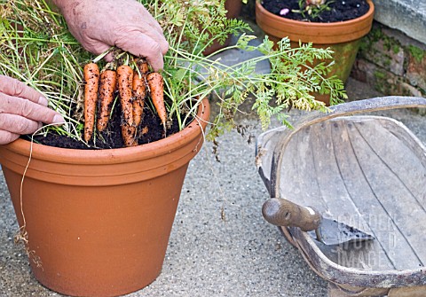 HARVESTING_POTGROWN_CARROTS_PULLING_THE_FIRST_FEW_ROOTS