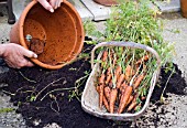 HARVESTING POT-GROWN CARROTS, EMPTY POT WITH CARROTS IN TRUG