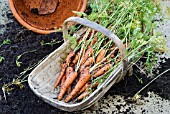 HARVESTING POT-GROWN CARROTS, EMPTIED POT WITH CARROTS IN TRUG